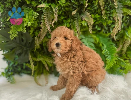 Safkan Toy Poodle Yavrylarımız 2 Aylık