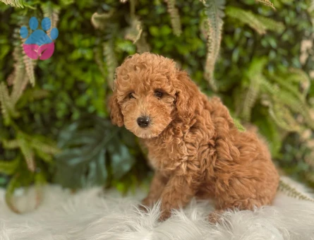 Toy Poodle 2 Aylık Yavrularımız