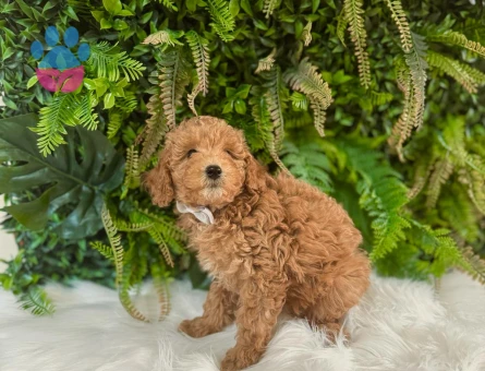 Toy Poodle 2 Aylık Yavrularımız