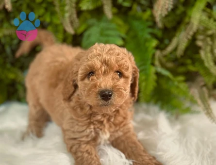 Safkan Toy Poodle 2 Aylık Oyuncu Yavrularımız