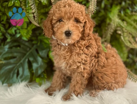 Toy Poodle 2 Aylık Yavrularımız Dişi ve Erkek