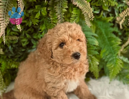 Toy Poodle 2 Aylık Yavrularımız Dişi ve Erkek