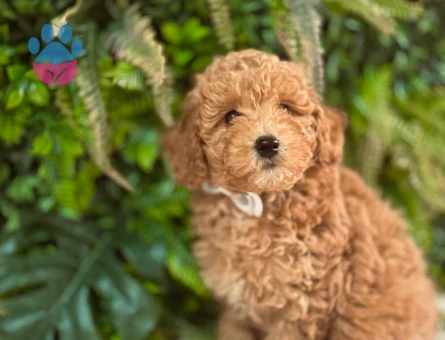 Toy Poodle 2 Aylık Yavrularımız Dişi ve Erkek