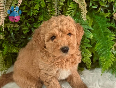 Toy Poodle 2 Aylık Yavrularımız Dişi ve Erkek