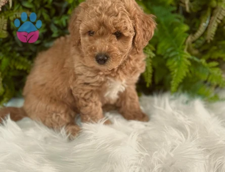 Toy Poodle 2 Aylık Yavrularımız Dişi ve Erkek