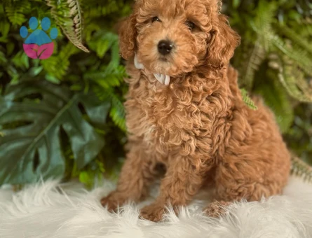 ORJINAL ERKEK DİŞİ SAFKAN TOY PODDLE