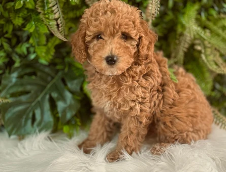 ORJINAL ERKEK DİŞİ SAFKAN TOY PODDLE