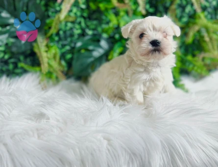 0 NUMARA MALTESE TERRİER DİŞİ ERKEK MEVCUT