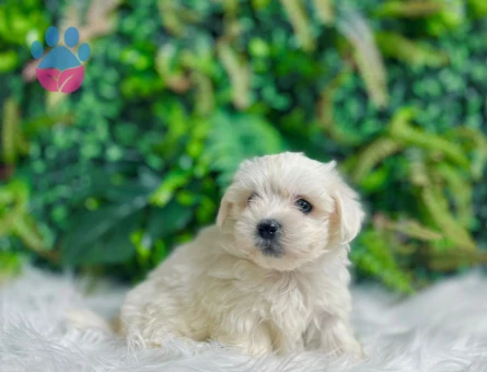 Maltese Terrier 0 Numara Erkek ve Dişi Yavrular