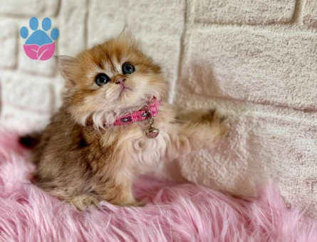 Golden British Longhair Dişi 2 Aylık