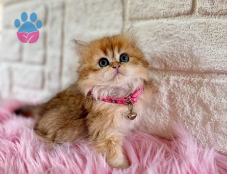 Golden British Longhair Dişi 2 Aylık