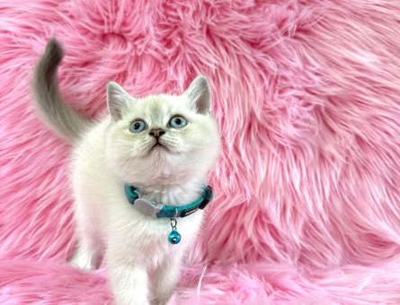 British Shorthair Bluepoint Erkek 2 Aylık