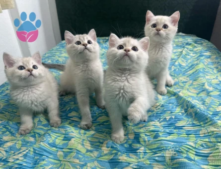 BEYAZ KAR TANESİ BRİTİSH SHORTHAİR YAVRULARIM