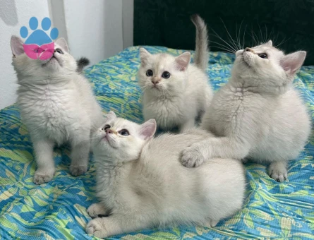 BEYAZ KAR TANESİ BRİTİSH SHORTHAİR YAVRULARIM