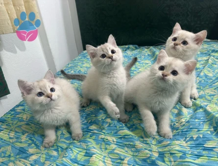 BEYAZ KAR TANESİ BRİTİSH SHORTHAİR YAVRULARIM
