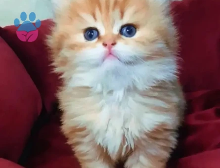 MUHTEŞEM KALİTE GOLDEN BRİTİSH BEBEKLERİM