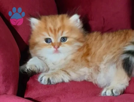 MUHTEŞEM KALİTE GOLDEN BRİTİSH BEBEKLERİM