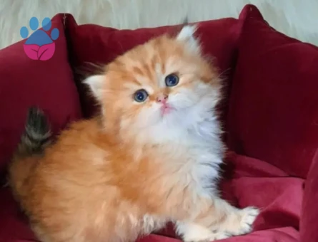 MUHTEŞEM KALİTE GOLDEN BRİTİSH BEBEKLERİM