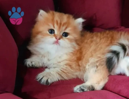 MUHTEŞEM KALİTE GOLDEN BRİTİSH BEBEKLERİM