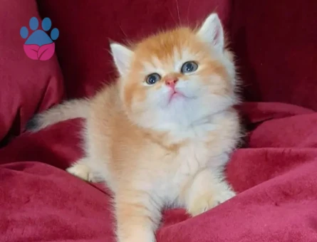 MUHTEŞEM KALİTE GOLDEN BRİTİSH BEBEKLERİM