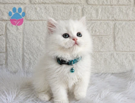 British Longhair Beyaz İpeksi Tüylü Erkek Yavrumuz