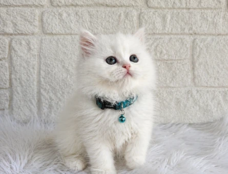 British Longhair Beyaz İpeksi Tüylü Erkek Yavrumuz