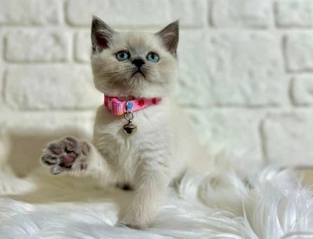 British Shorthair Blue point Dişi Tatlı Kızımız