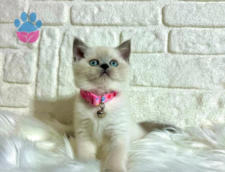 British Shorthair Blue point Dişi Tatlı Kızımız
