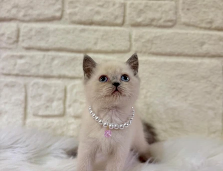 British Shorthair Bluepoint 2 Aylık Dişi Yavrularımız