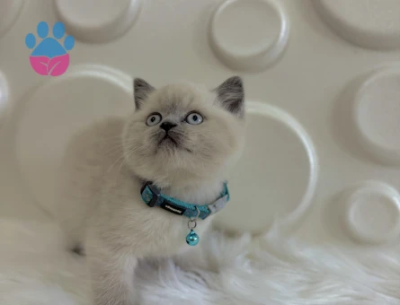 British Shorthair Blue point Erkek Yavrular