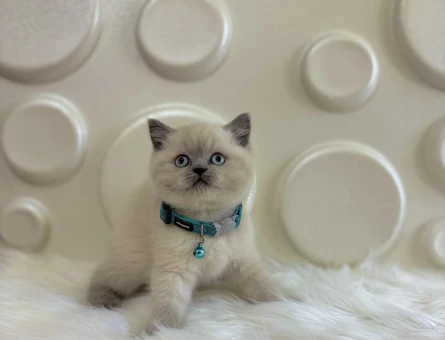 British Shorthair Blue point Erkek Yavrular