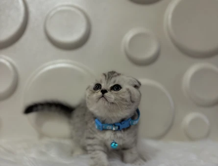 Scottish Fold Tabby Erkek Topaç Kafalı