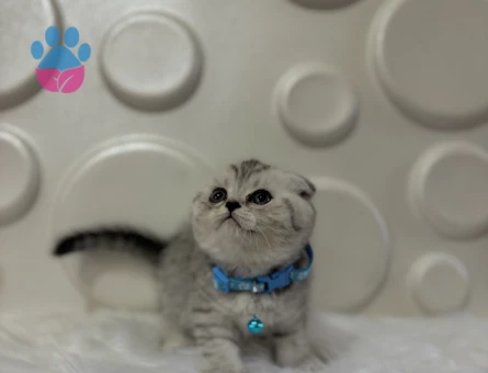 Scottish Fold Tabby Erkek Topaç Kafalı