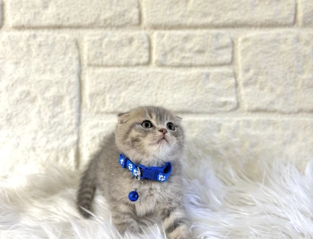 Scottish Fold Silver Tabby Erkek Yavru