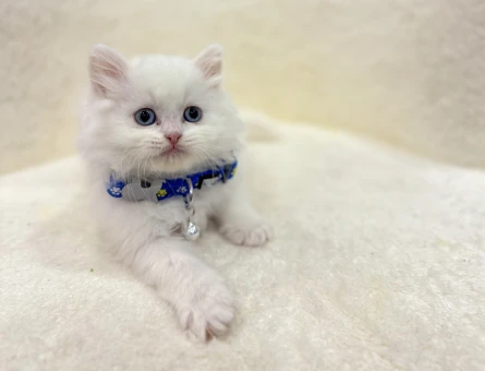 British Longhair Beyaz Erkek Yavru