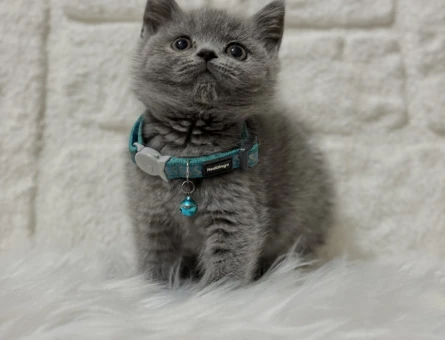 British Shorthair Gri Duman Rengi 2 Aylık