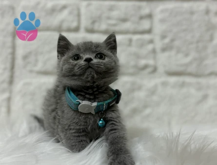 British Shorthair Gri Duman Rengi 2 Aylık