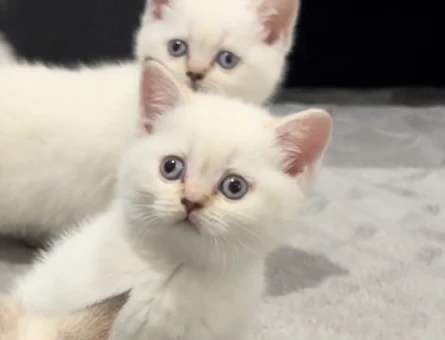 Tatlı british yavrularımız