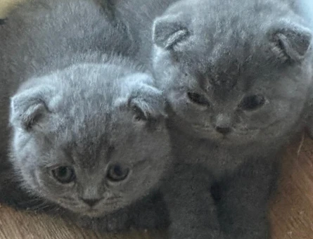 British Shorthair orijinal