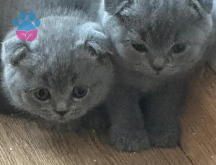 British Shorthair orijinal