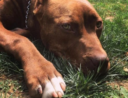 : 7 Yaşında, Kısırlaştırılmış Pitbull "Lucky" Ömürlük Yuvasını Arıyor