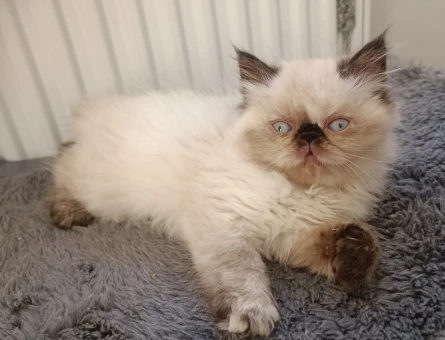 İRAN HİMALAYA SAFKAN YAVRU