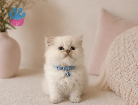 British Longhair Beyaz Erkek Yavrumuz - 4751