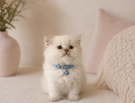 British Longhair Beyaz Erkek Yavrumuz - 4751