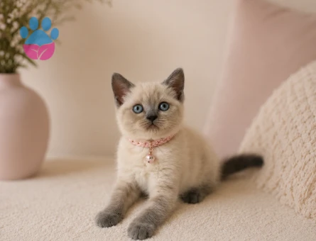 British Shorthair Güzellik 2 Aylık - 4753