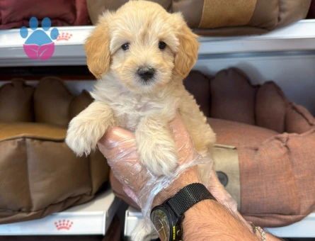 MALTİPOO BEBEKLERİMİZ - 5719