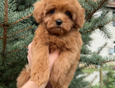 Maltipoo 2 Aylık Köpeğim Yuva Arıyor - 5721