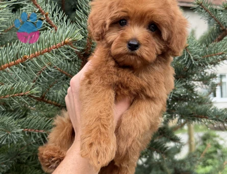 Maltipoo 2 Aylık Köpeğim Yuva Arıyor