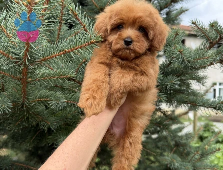 Maltipoo 2 Aylık Köpeğim Yuva Arıyor