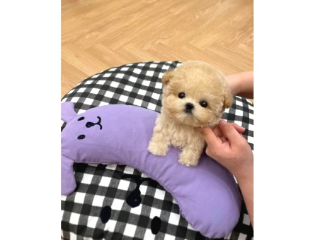 YILDIZIMIZ ARTIK SIZLERLE KORE TOY POODLE YAVRUMUZ - 5725